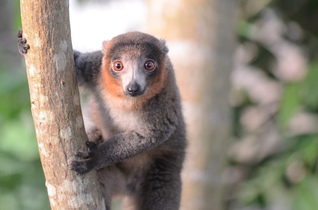 Lemur on Tree